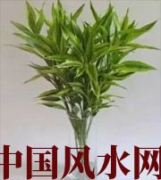 景德镇十二生肖养什么植物最旺财运？你知道吗！